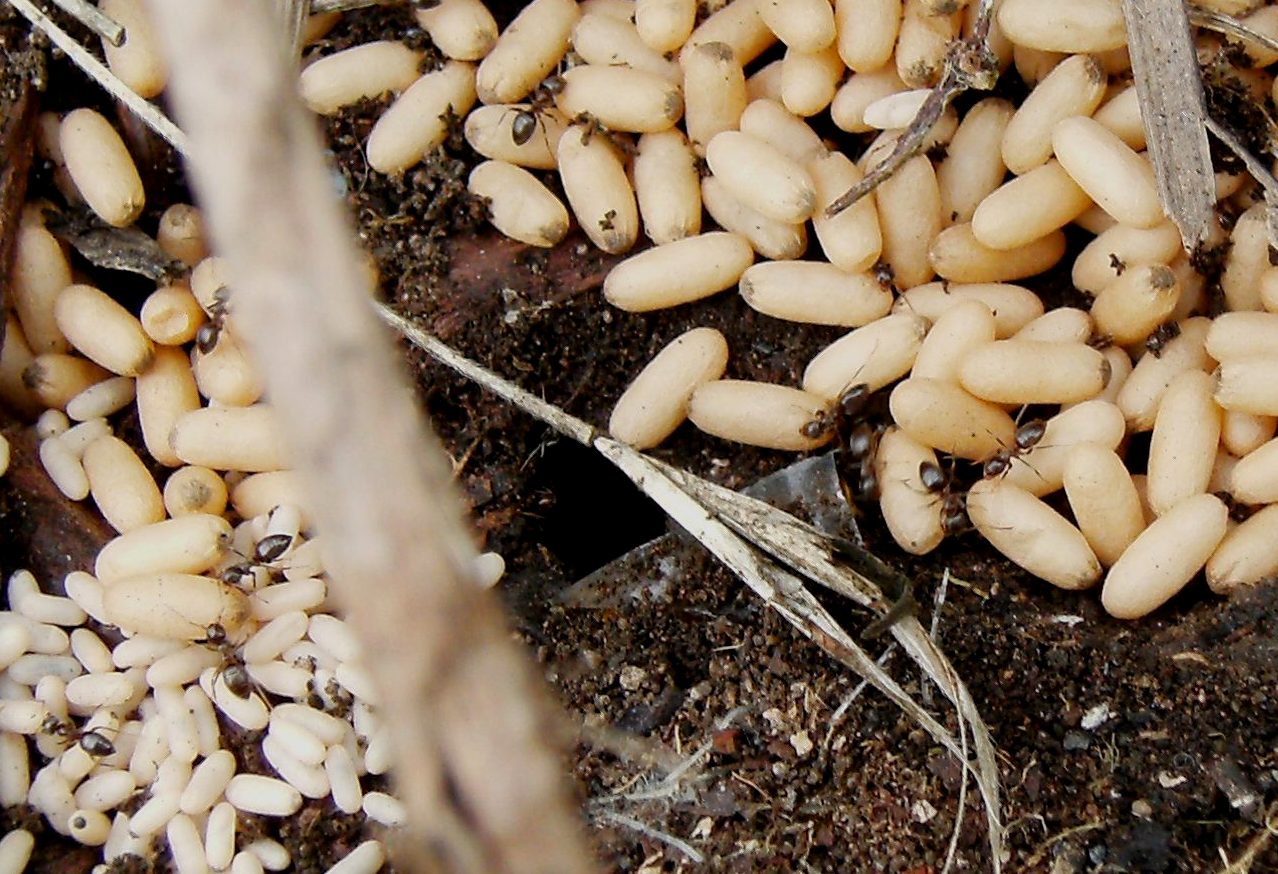 Bozzoli di due taglie diverse in un formicaio di Lasius sp.